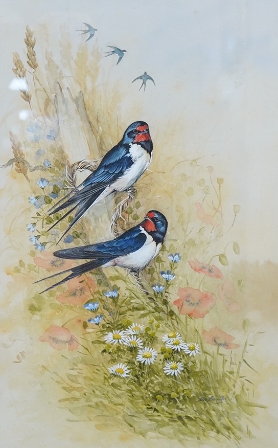 Ian Bowles (1947-2018), watercolour, Study of two swallows, signed, 53 x 34cm. Condition - fair to good